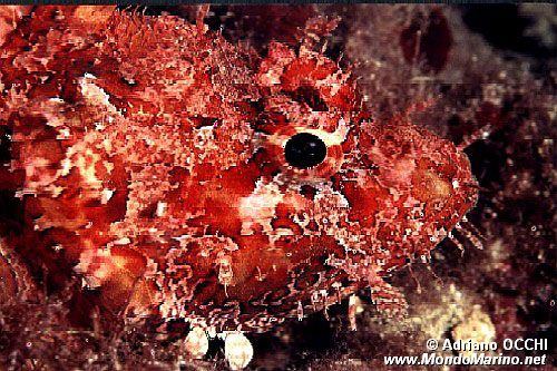 Scorfano rosso (Scorpaena scrofa)