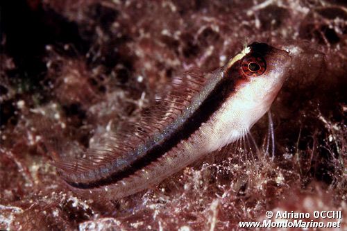 Bavosa bianca (Parablennius rouxi)