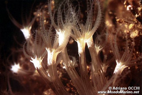 Cornucopia (Cornularia cornucopiae)