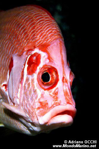 Pesce scoiattolo spinoso (Sargocentron spiniferum)