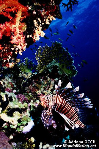 Pesce cobra (Pterois miles)