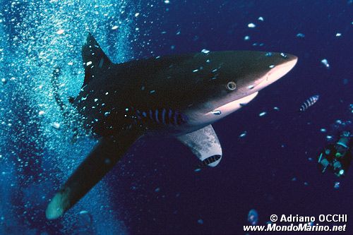 Squalo longimanus (Carcharhinus longimanus)