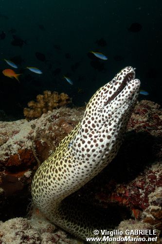 Murena (Gymnothorax favagineus)