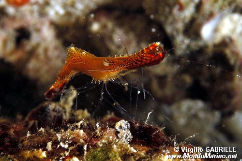 Gambero dal lungo rostro (Leander plumosus)