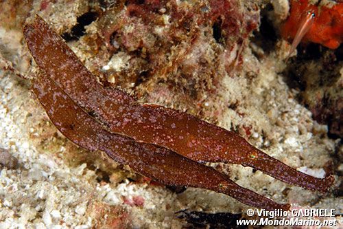 Pesce ago fantasma robusto (Solenostomus cyanopterus)