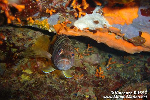 Sciarrano (Serranus scriba)
