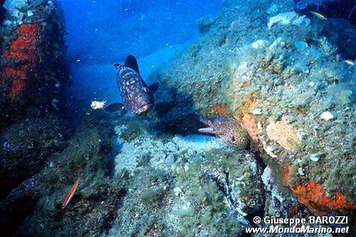 Cernia bruna (Epinephelus marginatus)