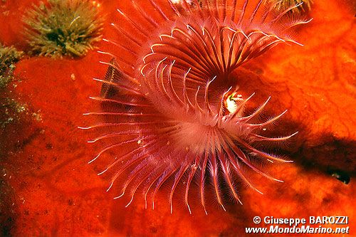 Serpula (Serpula vermicularis)