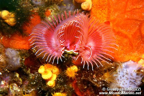 Serpula (Serpula vermicularis)