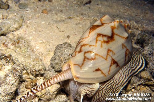 Voluta vespertilio (Cymbiola vespertilio)