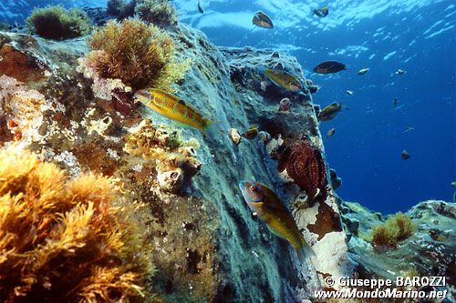 Donzella pavonina (Thalassoma pavo)