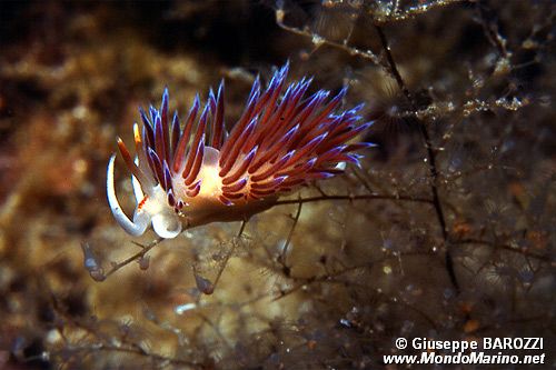 Cratena (Cratena peregrina)