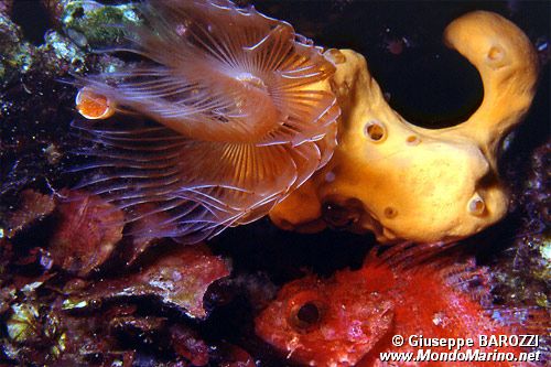 Scorfanotto (Scorpaena notata)