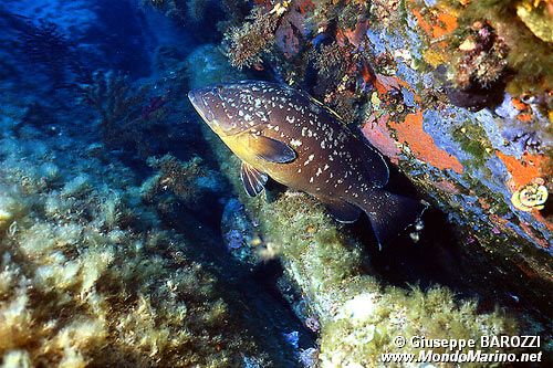 Cernia bruna (Epinephelus marginatus)