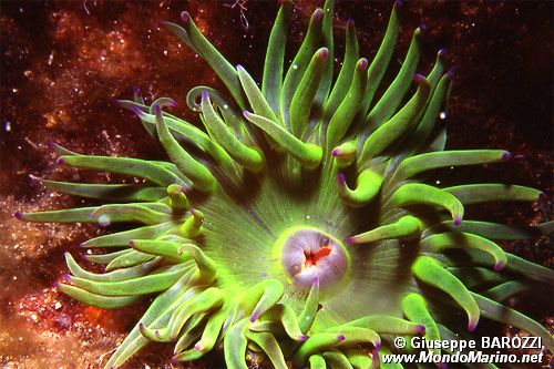 Anemone grosso (Cribrinopsis crassa)