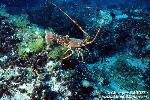 Aragosta (Palinurus elephas)