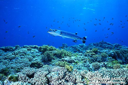 Barracuda (Sphyraena barracuda)