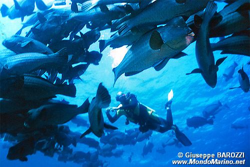 Pesce pappagallo gigante (Bolbometopon muricatum)