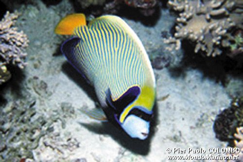 Pesce angelo imperatore (Pomacanthus imperator)
