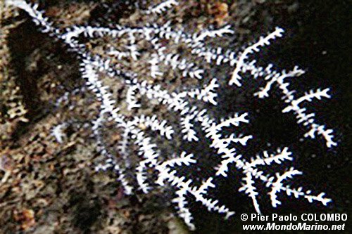 Gorgonia verrucosa (Eunicella verrucosa)