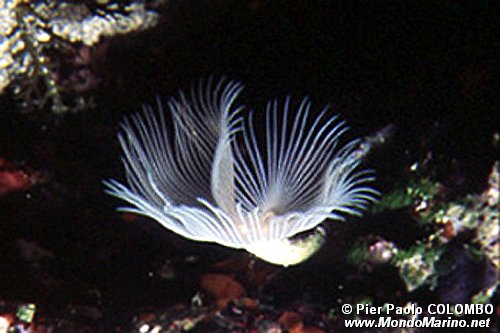 Verme dal ciuffo bianco (Protula tubularia)