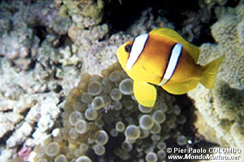 Pesce pagliaccio (Amphiprion bicintus)