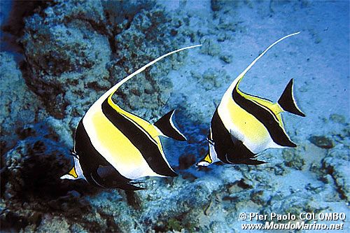 Idolo moresco (Zanclus cornutus)