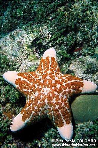 Stella cuscino (Choriaster granulatus)