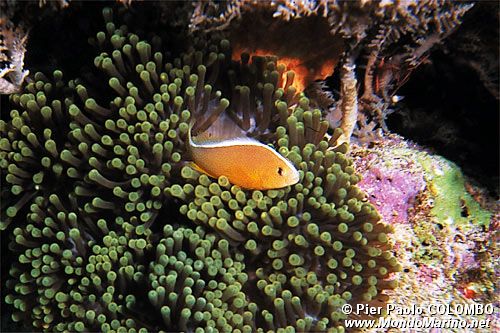 Pesce pagliaccio (Amphiprion akallopisos)