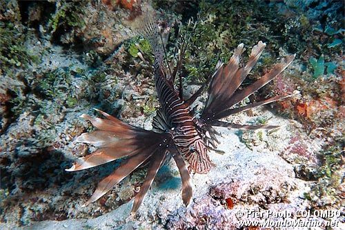 Pesce cobra (Pterois miles)