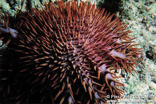 Stella corona di spine (Acanthaster planci)