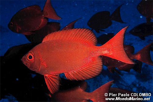 Pesce occhio grosso (Priacanthus hamrur)