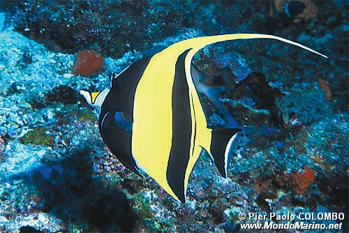 Idolo moresco (Zanclus cornutus)