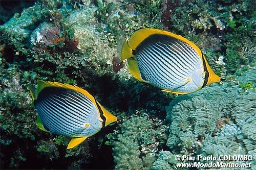 Pesce farfalla (Chaetodon melannotus)
