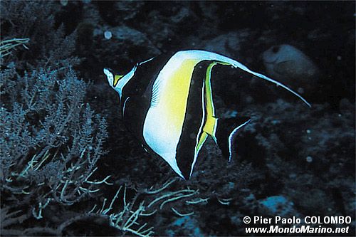 Idolo moresco (Zanclus cornutus)