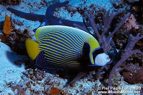 Pesce angelo imperatore (Pomacanthus imperator)
