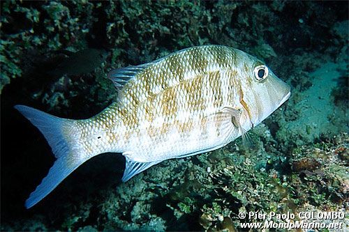 Imperatore a strisce d'oro (Lethrinus obsoletus)