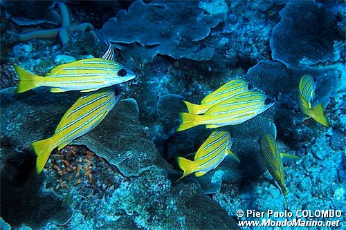 Lutiano a righe gialle (Lutjanus kasmira)