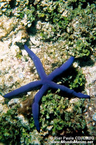 Stella Marina (Linckia laevigata)