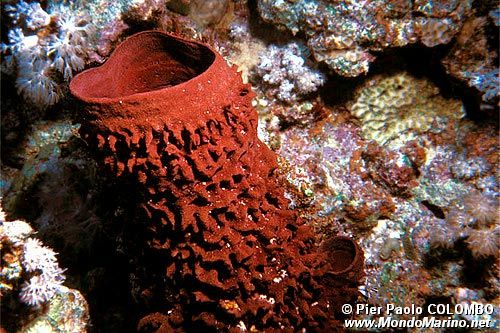 Spugna barile del Mar Rosso (Xestospongia testudinaria)