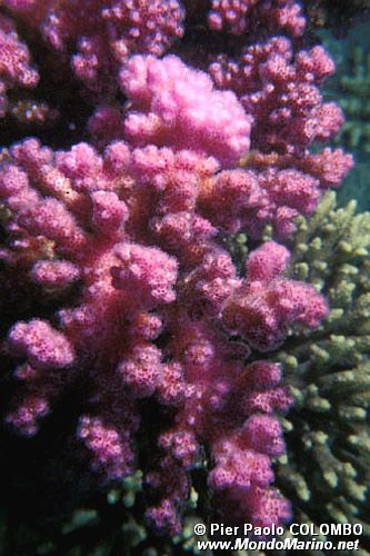 Madrepora tropicale (N.d. n.d.)