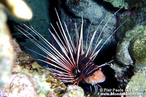 Pesce cobra (Pterois radiata)