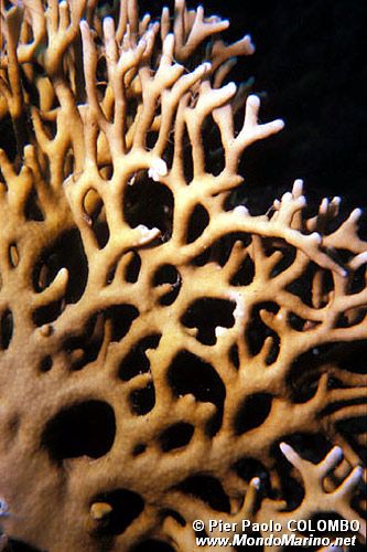 Idrozoo (Millepora dichotoma)