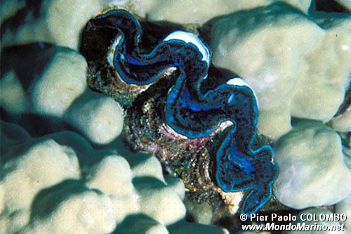 Tridacna (Tridacna maxima)