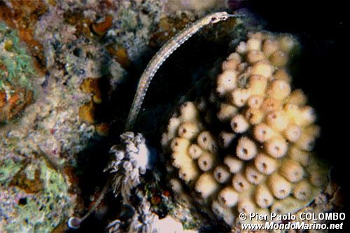 Pesce ago (Corythoichthys schultzi)
