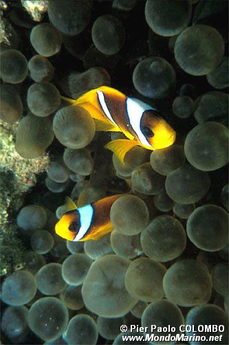 Pesce pagliaccio (Amphiprion bicinctus)