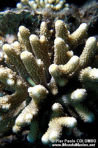 Madrepora tropicale (N.d. n.d.)