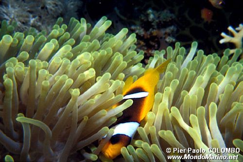 Pesce pagliaccio (Amphiprion bicinctus)