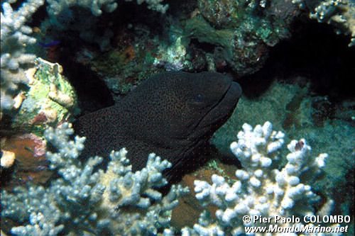 Murena (Gymnothorax n.d.)