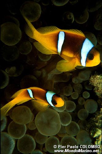 Pesce pagliaccio (Amphiprion bicinctus)